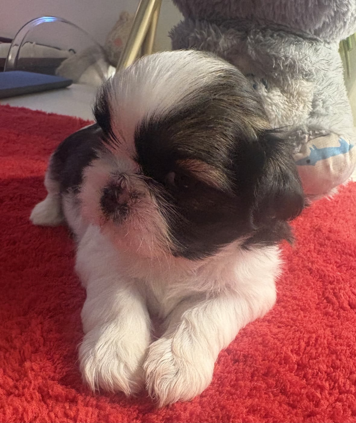 1 - Shih Tzu