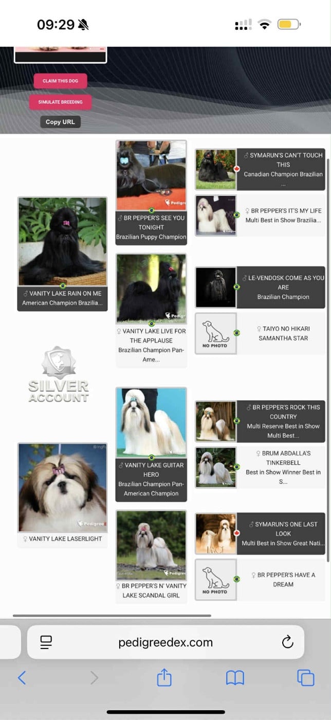 Shih Tzu - Des Trésors De Tanhankara