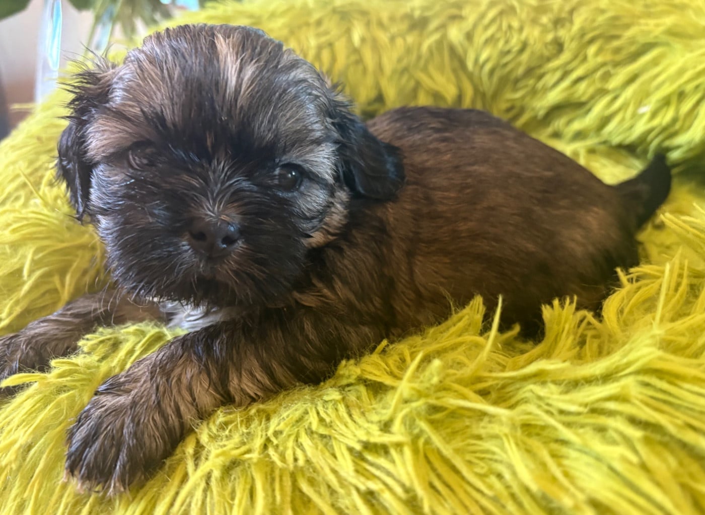 mâle sur coussin vert