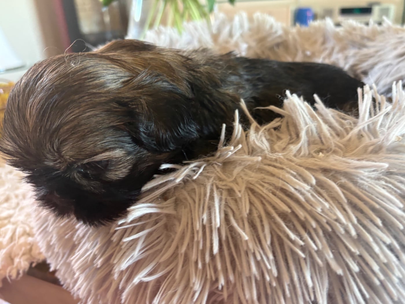 mâle sur coussin vert