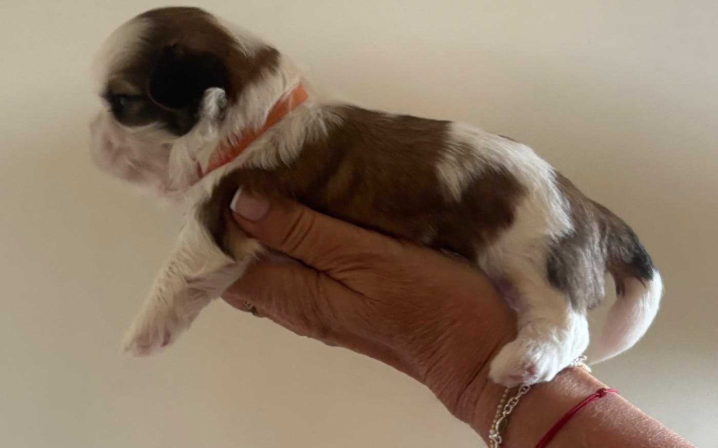 Chiot N°1 collier orange