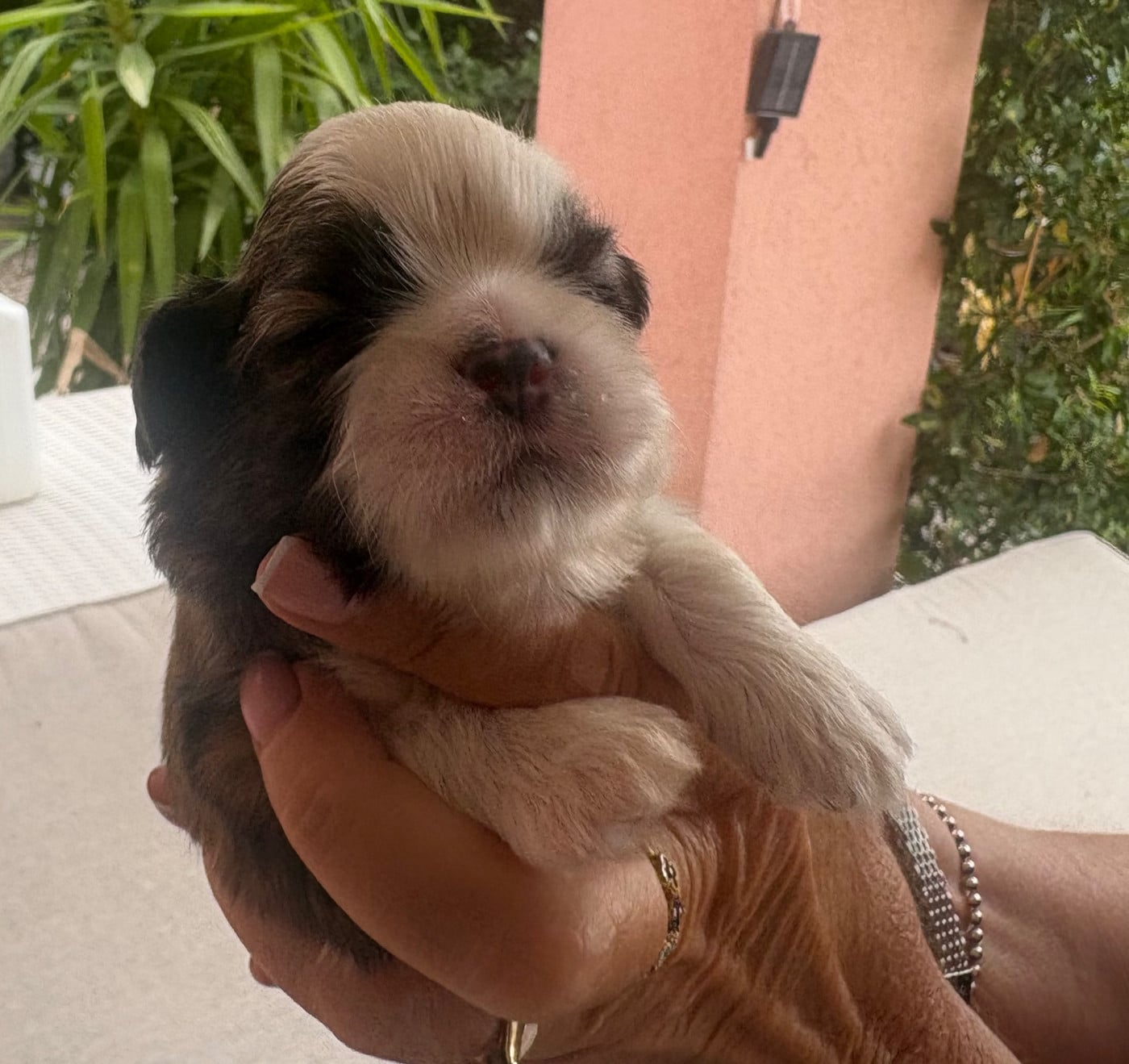 Chiot N°2 collier jaune