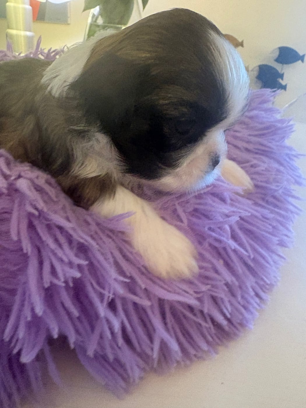 Chiot N°3 collier bleu