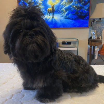 Les chiots de Shih Tzu