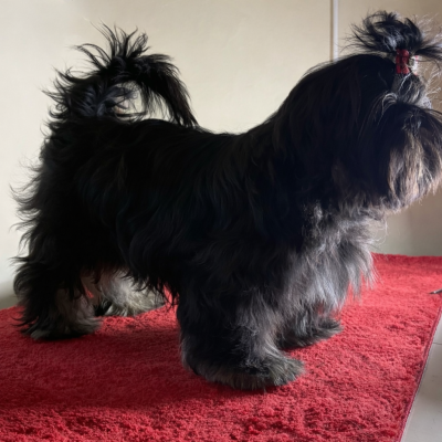 Les chiots de Shih Tzu