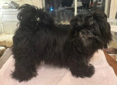 Les chiots de Shih Tzu