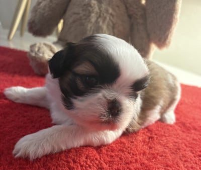2 - Shih Tzu
