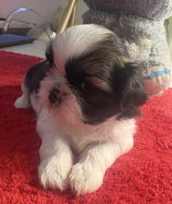 Les chiots de Shih Tzu