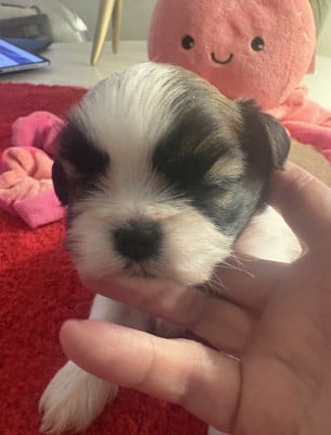 Les chiots de Shih Tzu