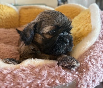 Les chiots de Shih Tzu