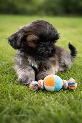 Les chiots de Shih Tzu