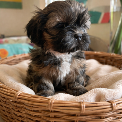 Les chiots de Shih Tzu