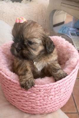 Les chiots de Shih Tzu