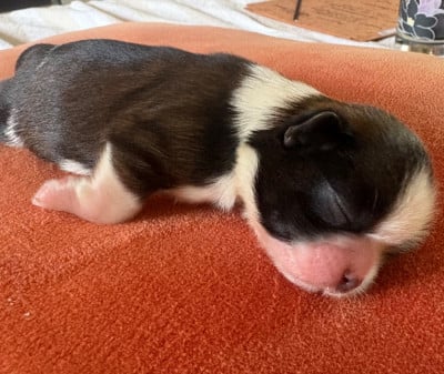 Chiot N°1 - Shih Tzu