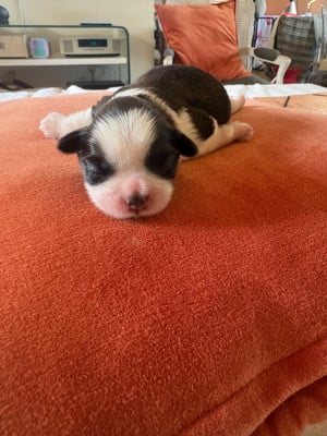 Chiot N°2 - Shih Tzu