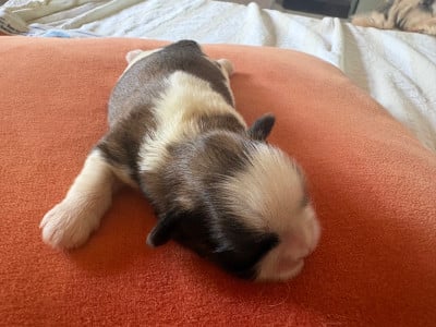 Chiot N°3 - Shih Tzu