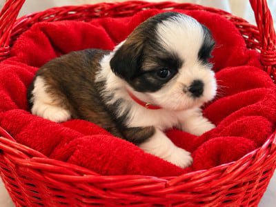 Les chiots de Shih Tzu