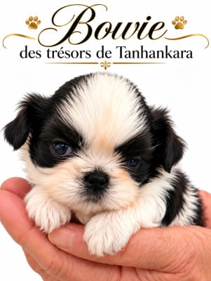 Les chiots de Shih Tzu