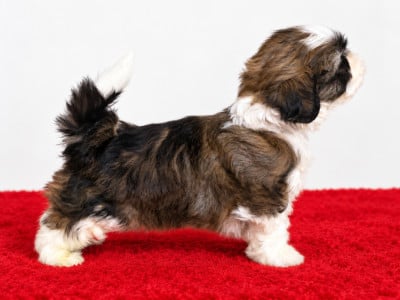 Les chiots de Shih Tzu