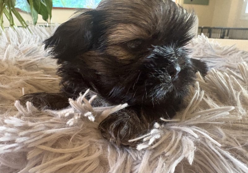 Shih Tzu - Des Trésors De Tanhankara