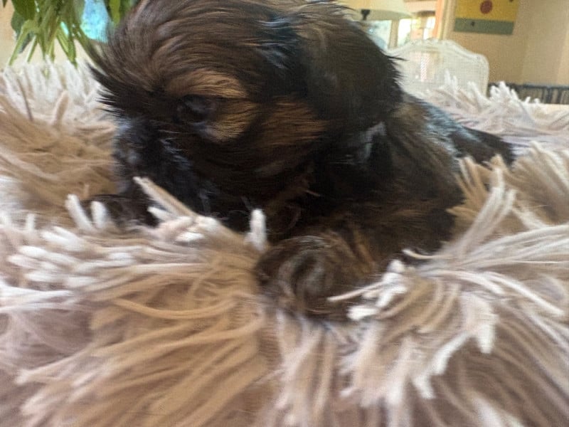 Shih Tzu - Des Trésors De Tanhankara