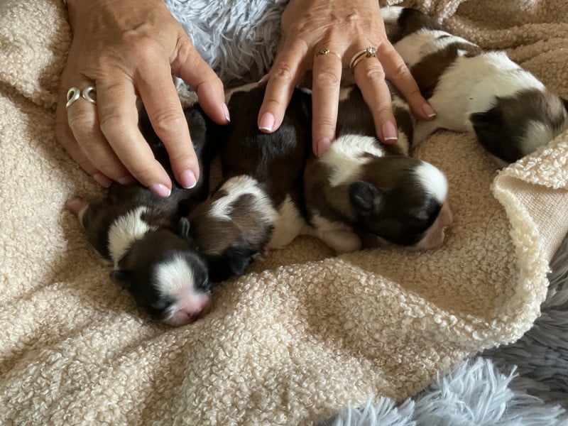 Shih Tzu - Des Trésors De Tanhankara
