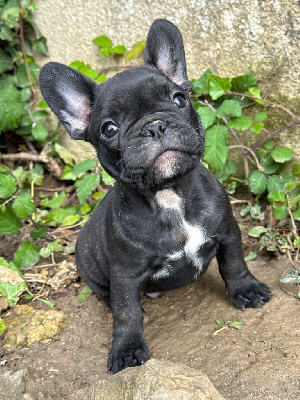 Les chiots de Bouledogue français