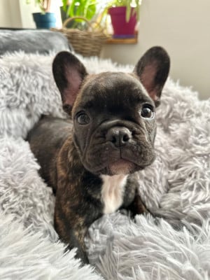 Les chiots de Bouledogue français