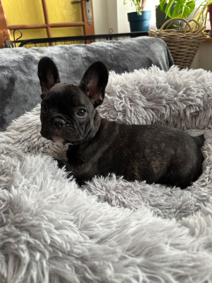 Les chiots de Bouledogue français