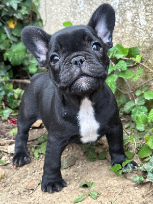 Les chiots de Bouledogue français