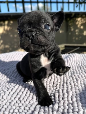 Les chiots de Bouledogue français