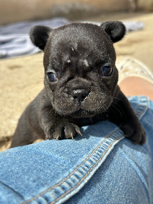 Les chiots de Bouledogue français