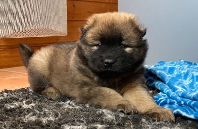 De La Tribu De Loyce