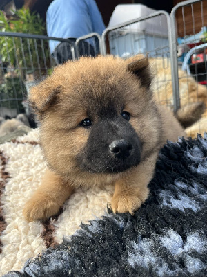 Les chiots de Eurasier