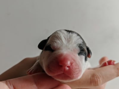 Les chiots de Staffordshire Bull Terrier
