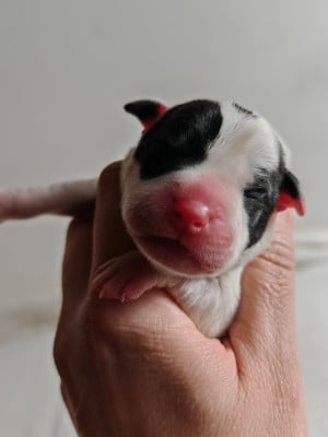 Les chiots de Staffordshire Bull Terrier