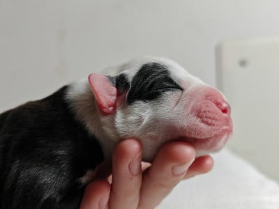 Les chiots de Staffordshire Bull Terrier