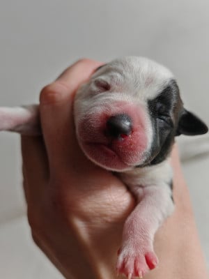 Les chiots de Staffordshire Bull Terrier