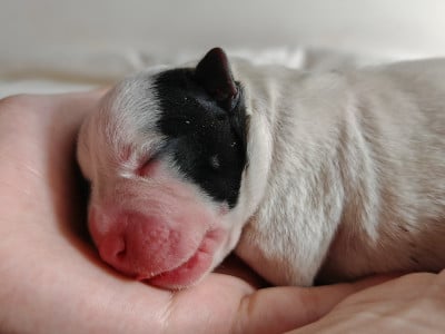 Les chiots de Staffordshire Bull Terrier