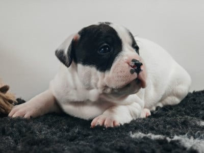 Les chiots de Staffordshire Bull Terrier