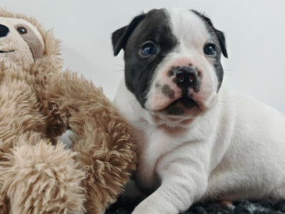 Les chiots de Staffordshire Bull Terrier