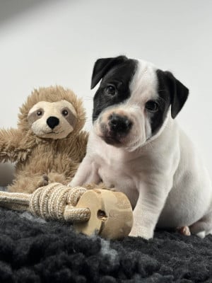 Les chiots de Staffordshire Bull Terrier
