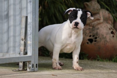 Les chiots de Staffordshire Bull Terrier