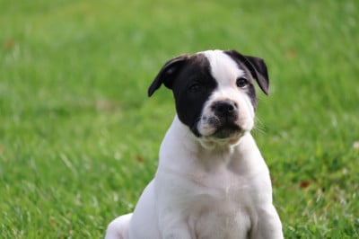 Les chiots de Staffordshire Bull Terrier