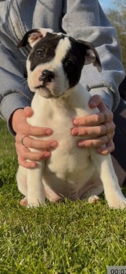 Les chiots de Staffordshire Bull Terrier