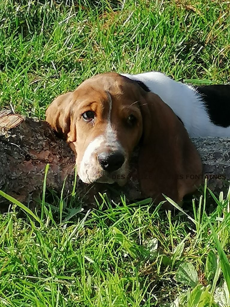 Publication : Des Treize Petites Fontaines