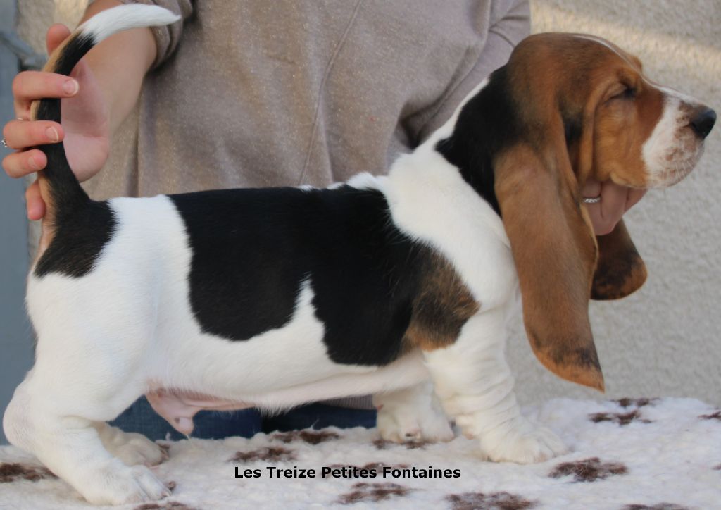 Publication : Des Treize Petites Fontaines