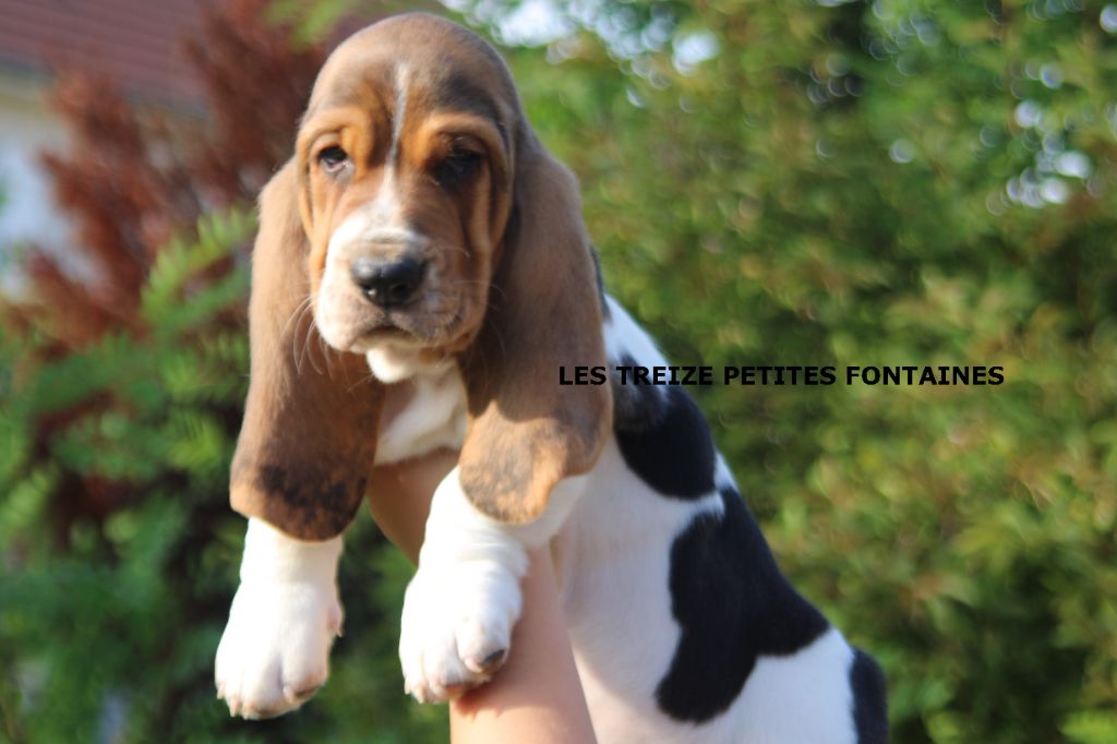 Publication : Des Treize Petites Fontaines