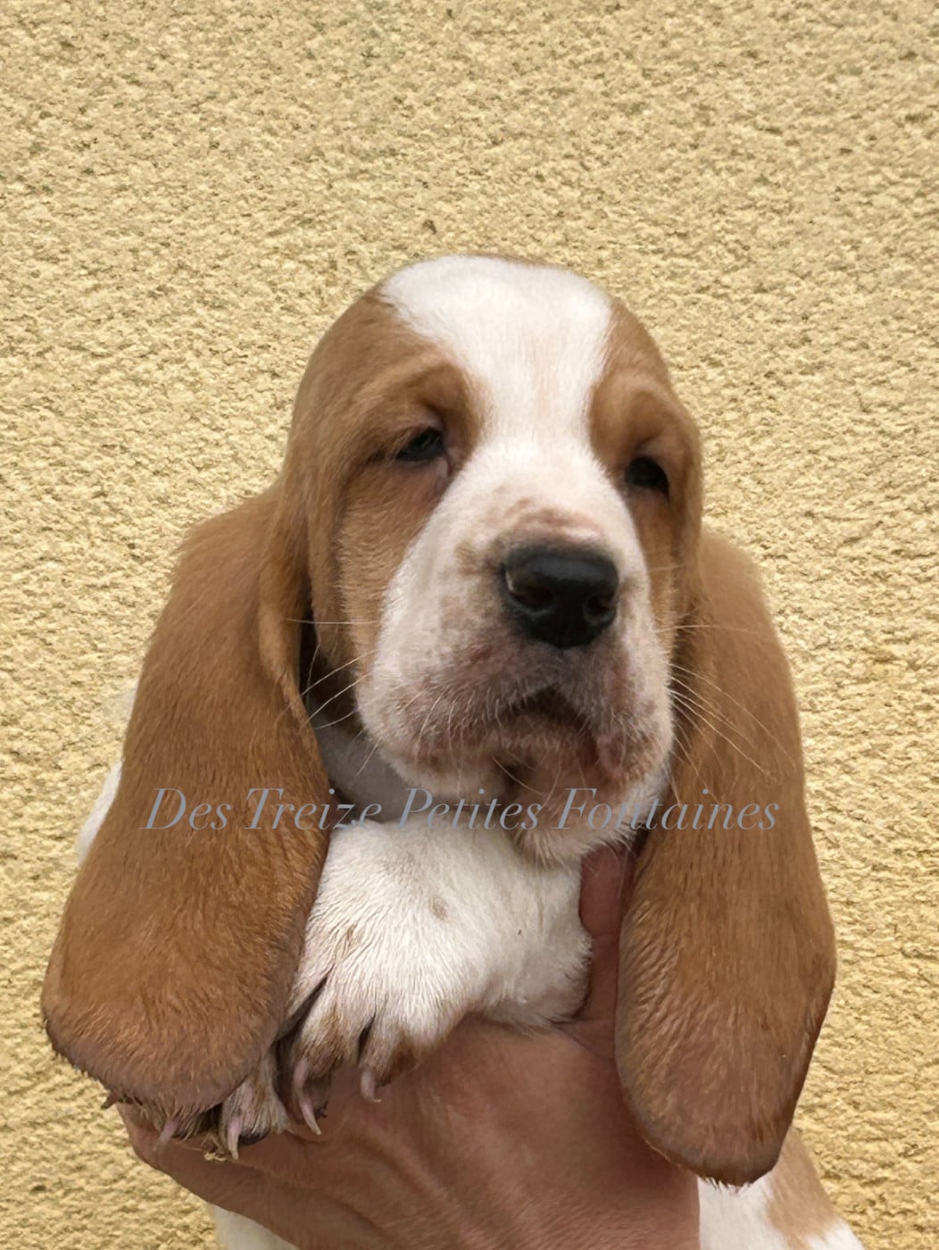 BRENNEKE - Basset Hound