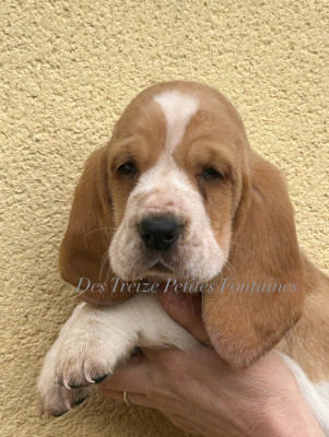 Les chiots de Basset Hound